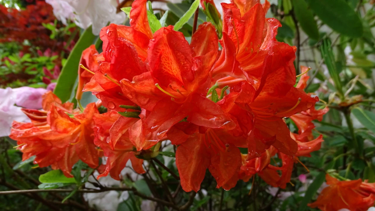 Saturnus